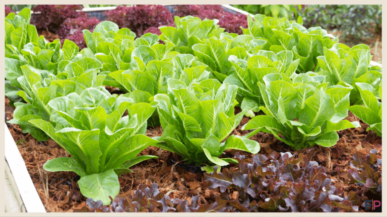 Frugal Gardening: How to Start with $20